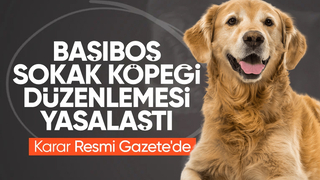 SON DAKİKA! Sokak hayvanlarına ilişkin yasa Resmi Gazete'de