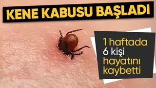 Son dönemde artan tehlike: Kene ısırması nedeniyle 6 kişi hayatını kaybetti