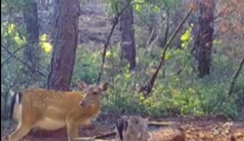 Su içen alageyik ve yavrusu fotokapana yakalandı