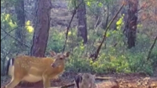 Su içen alageyik ve yavrusu fotokapana yakalandı