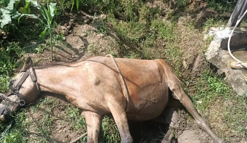 Su kanalına düşen at kurtarıldı