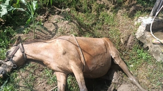 Su kanalına düşen at kurtarıldı