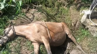 Su kanalına düşen at kurtarıldı