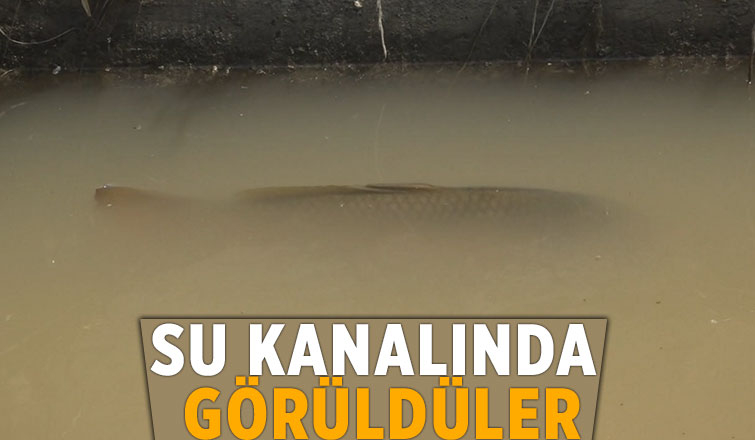 Su kanalındaki 4 kiloluk balıklar görenleri şaşırttı