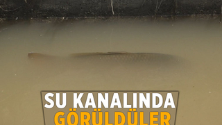 Su kanalındaki 4 kiloluk balıklar görenleri şaşırttı