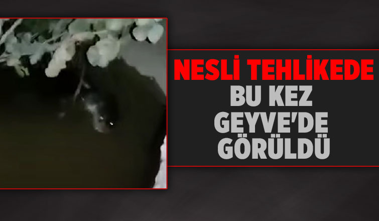 Su samuru Geyve'de görüntülendi