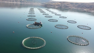  Su ürünleri ihracatından 1,7 milyar dolar gelir elde edildi