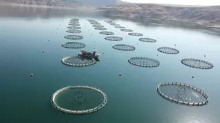  Su ürünleri ihracatından 1,7 milyar dolar gelir elde edildi
