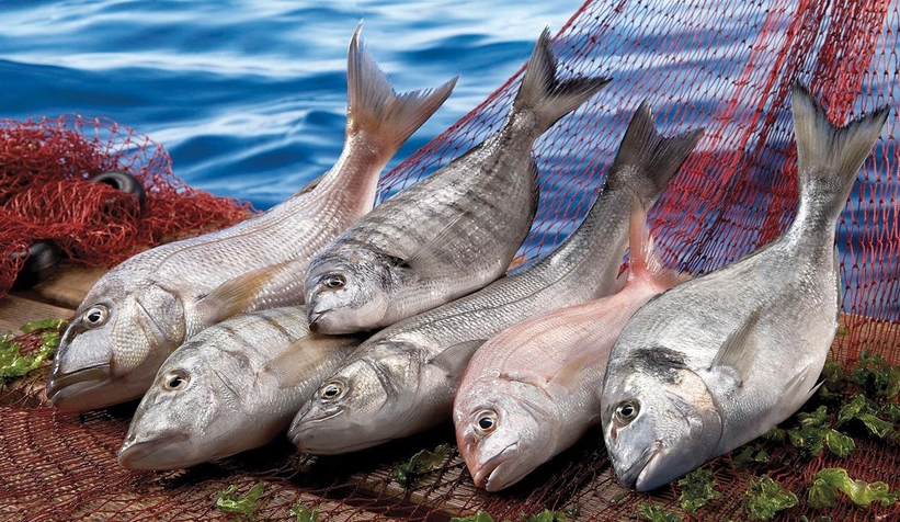 Su ürünleri üretimi 2022 yılında yüzde 6,2 arttı