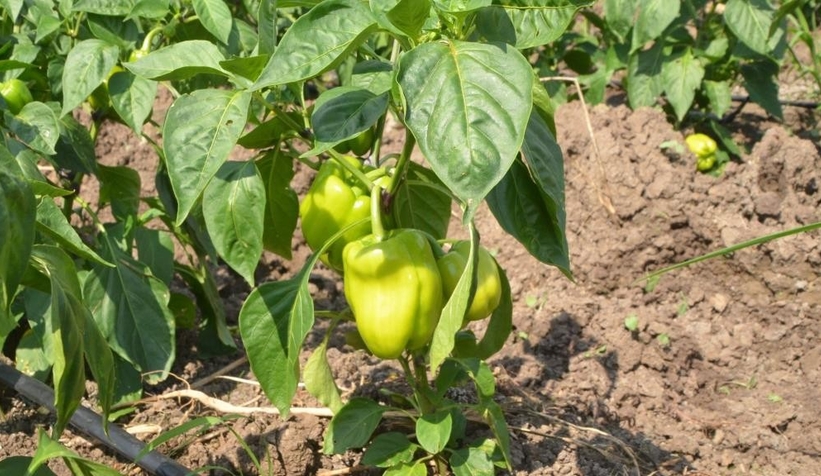 Şubat ayının zam şampiyonu dolmalık biber oldu