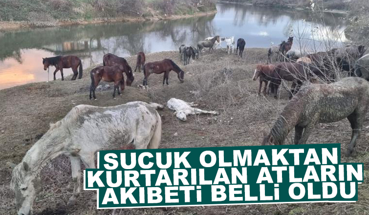 Sucuk olmaktan kurtarılan atların  akıbeti belli oldu