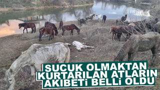 Sucuk olmaktan kurtarılan atların  akıbeti belli oldu