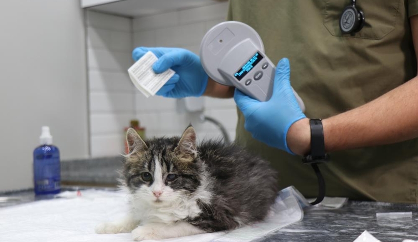 Süre doluyor: Veteriner hekimler ek süre istedi