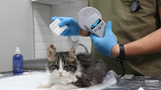 Süre doluyor: Veteriner hekimler ek süre istedi