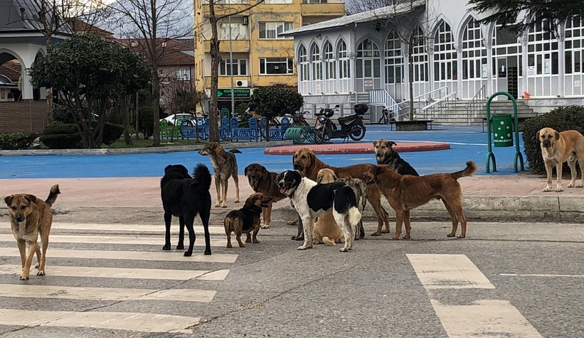 Sürü halinde gezen köpekler korku yaşatıyor