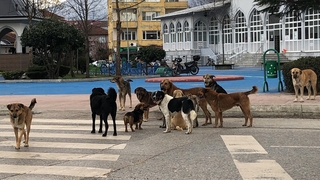 Sürü halinde gezen köpekler korku yaşatıyor