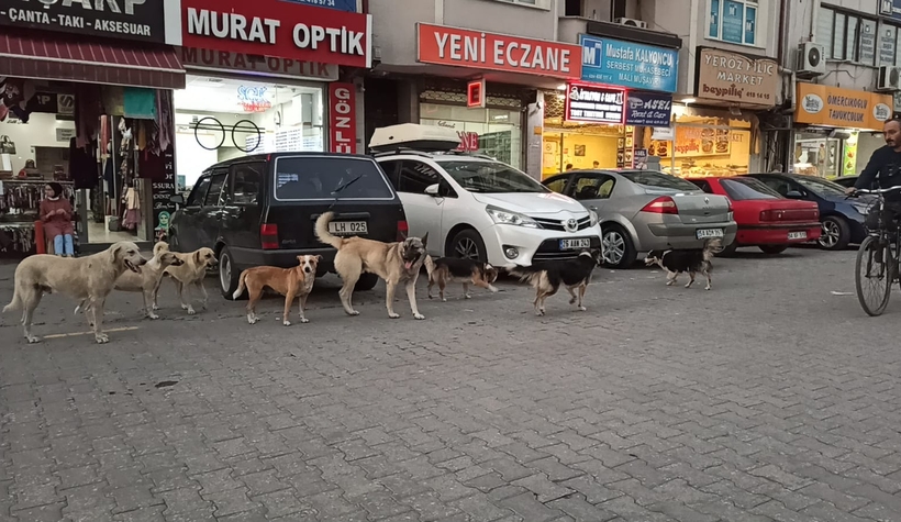 Sürü halinde gezen köpekler tehlike saçıyor