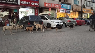 Sürü halinde gezen köpekler tehlike saçıyor