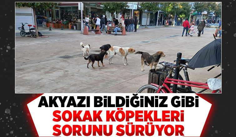 Sürüler halinde gezip korku yaşatıyorlar