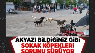 Sürüler halinde gezip korku yaşatıyorlar