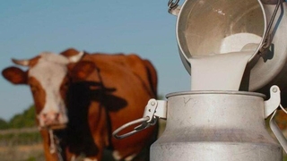 Süt fiyatı çiftlikte üreticiyi markette vatandaş vurdu