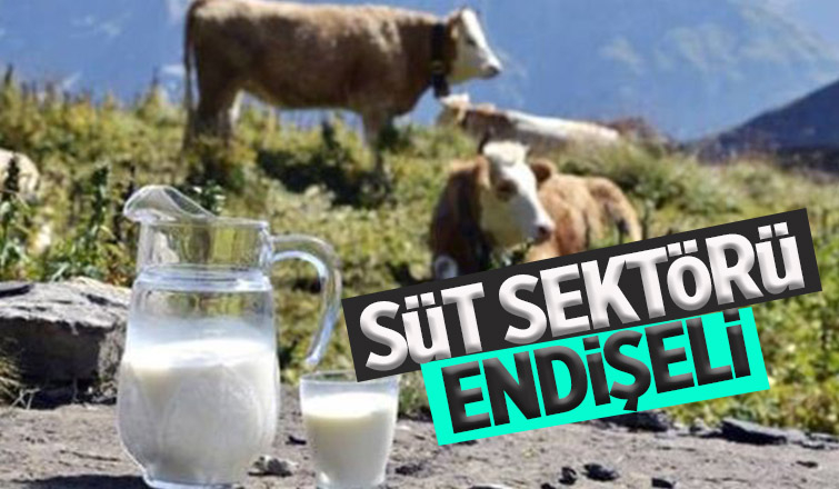 Süt sektörü ihracatın kısıtlanmasından endişeli