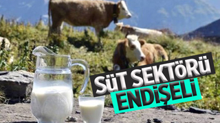 Süt sektörü ihracatın kısıtlanmasından endişeli