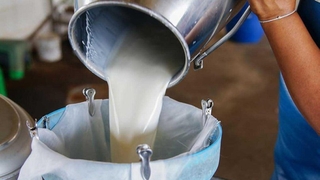 Süt sektöründe sıkıntı büyük, hayvanlar kesime gidiyor