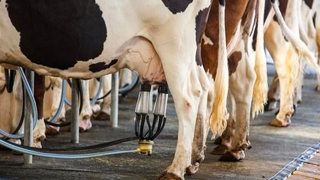 Süt üretimi azalıyor