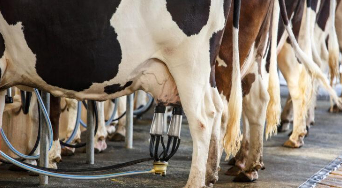 Süt üretiminde artış
