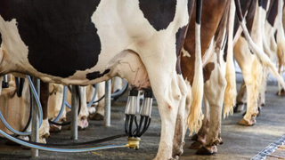 Süt üretiminde artış