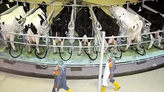 Süt üretiminde düşüş sürüyor