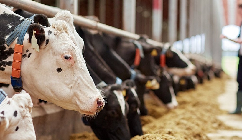 Süt ve peynir üretiminde düşüş sürüyor