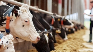 Süt ve peynir üretiminde düşüş sürüyor