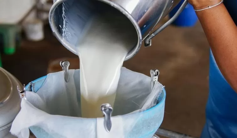Süt ve peynir üretiminde düşüş