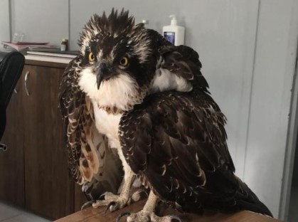 Suya dalabilen tek yırtıcı kuşu denizi olmayan Bilecik'te vurdular