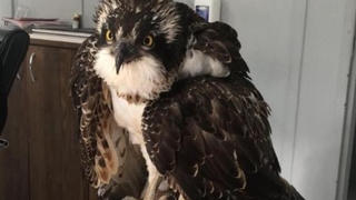 Suya dalabilen tek yırtıcı kuşu denizi olmayan Bilecik'te vurdular