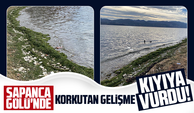 Suyu çekilen Sapanca Gölü'nü yosun kapladı