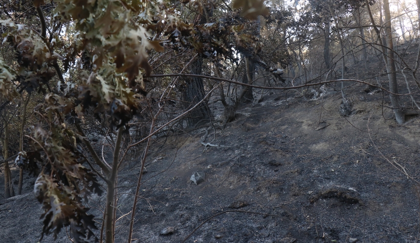 Taraklı'da acı üstüne acı: Tarlası kül oldu, kazada yakınını kaybetti