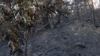 Taraklı'da acı üstüne acı: Tarlası kül oldu, kazada yakınını kaybetti