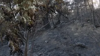 Taraklı'da acı üstüne acı: Tarlası kül oldu, kazada yakınını kaybetti