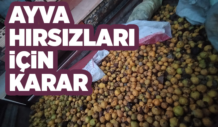 Taraklı'daki ayva hırsızlığında karar