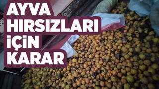 Taraklı'daki ayva hırsızlığında karar