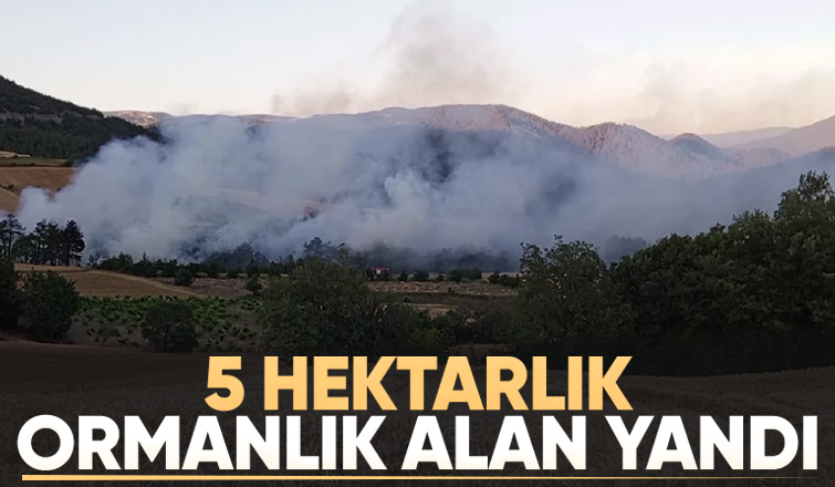 Taraklıda orman yangını