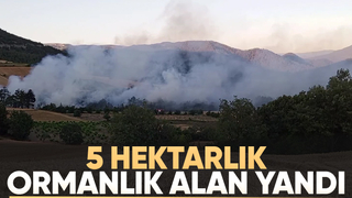 Taraklıda orman yangını