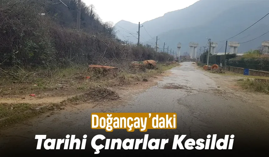 Tarihi çınarlar kuruyunca kesildi