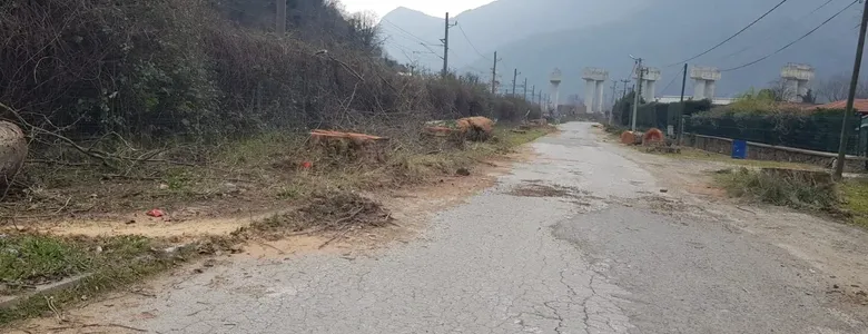 Tarihi çınarlar kuruyunca kesildi