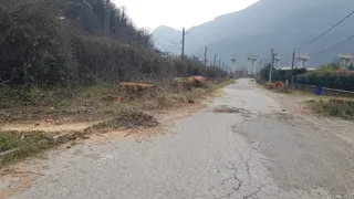 Tarihi çınarlar kuruyunca kesildi