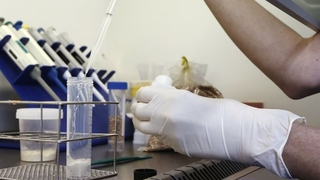 Tarım Bakanlığı GDO'lu 2 gen ve 1 enzime izin verdi