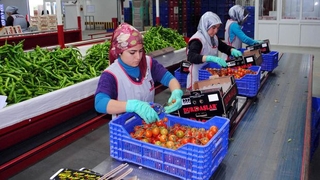 Tarım ihracatına yönelik tebliğ sektörü kaygılandırıyor